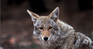 55 Years of Predator Calling