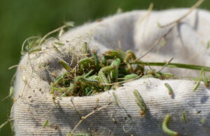 Fall Armyworms March Across Pastures & Hay Meadows