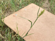 Sandburs Continue to be a Challenge for Bermudagrass Growers in the Southeast