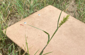 Sandburs Continue to be a Challenge for Bermudagrass Growers in the Southeast