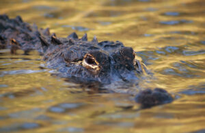 Alligators in East Texas