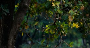 What is an Axis Deer?