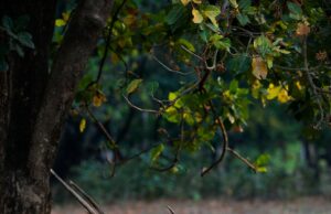 What is an Axis Deer?