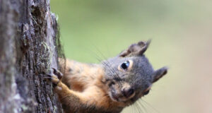 Small Game Hunting – An Early Start for Your Big Game Pursuits