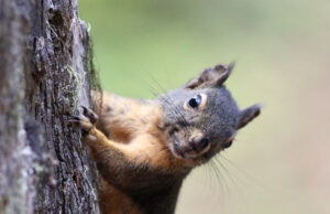 Small Game Hunting – An Early Start for Your Big Game Pursuits