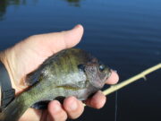 Old School Perch Jerking