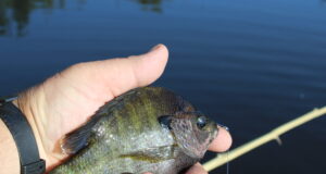 Old School Perch Jerking