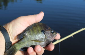 Old School Perch Jerking