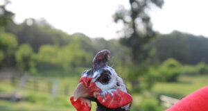 The Original Farm Alarm