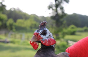 The Original Farm Alarm