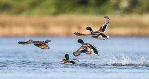 Puddle Jumpin’ – An Exciting Technique for Late Season Ducks