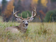 Late Season Whitetail Tactics