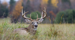 Late Season Whitetail Tactics
