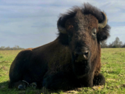 Sustaining Tradition: Metzger’s Meats – A tale of Family, Farming and Bison.