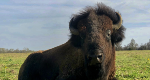 Sustaining Tradition: Metzger’s Meats – A tale of Family, Farming and Bison.