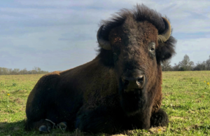 Sustaining Tradition: Metzger’s Meats – A tale of Family, Farming and Bison.