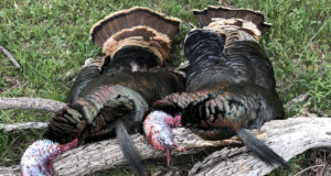 The Brown County Double