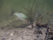 Bass Spawning & Location