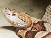 Snakes … For Goodnes Sake!