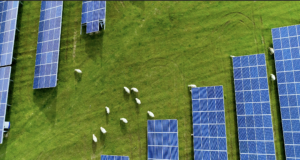Texas Solar Sheep – Creating a Bright Future for Agrivoltaics in Texas