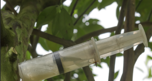 Tree Trauma & Treatment