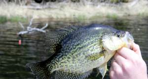 Mastering Crankbaits – A Guide to Crappie Fishing Success