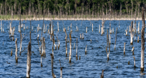 Targeting Timber Bass