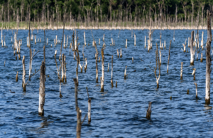 Targeting Timber Bass