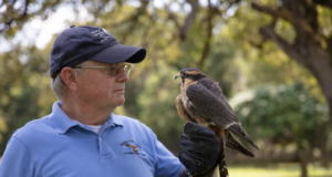 Falconry – From Hobby To Small Business
