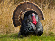 Last Minute Long Beards