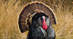 Last Minute Long Beards