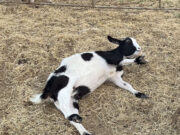 Myotonic Goats: A Southern Farm’s Delight