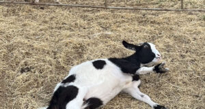 Myotonic Goats: A Southern Farm’s Delight