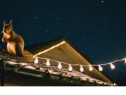 Tall Tails with Loyd Leon