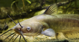 Hook, Line, and Stinker – Crafting Homemade Catfish Bait