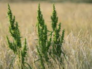 Greens From The Wild – Curl Dock and Yellow Dock