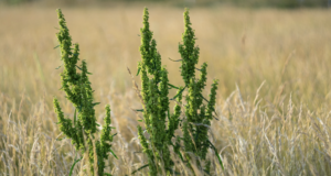 Greens From The Wild – Curl Dock and Yellow Dock