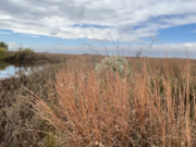 Home on the … Prairie