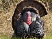 The Quiet Chase – Late Spring Turkey Tips
