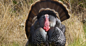 The Quiet Chase – Late Spring Turkey Tips