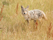 Top Four Off-Season Hunts