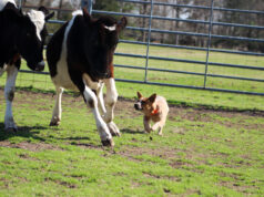 Stock Dogs The Rancher’s Right Hand