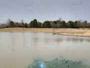 Summertime Algae an Unsightly Nuisance for Pond and Lake Owners