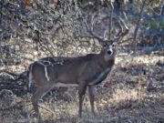 The Never Give Up Buck