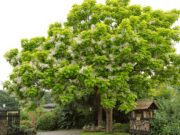 The Southern Catalpa Tree