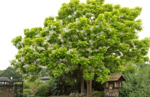 The Southern Catalpa Tree