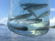 The Crappie Jar – An Old Fisherman’s Secret Weapon