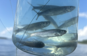 The Crappie Jar – An Old Fisherman’s Secret Weapon