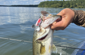The Jitterbug – The Forgotten Lure That STILL Catches Fish