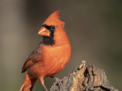 The Redbird’s Enemy